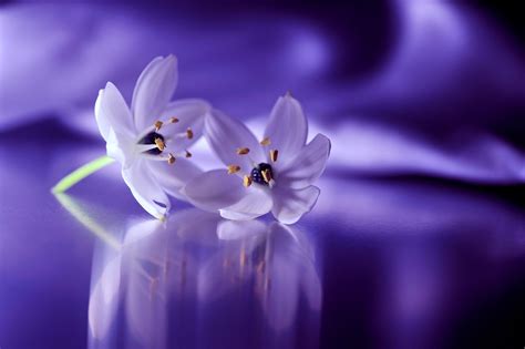 🔥 [20+] Purple And White Flowered Wallpapers | WallpaperSafari