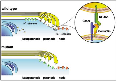 Contactin Orchestrates Assembly Of The Septate Like Junctions At The