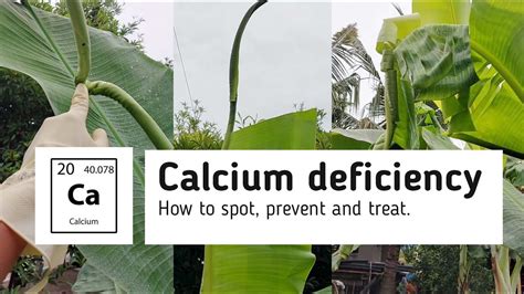 How To Spot Prevent And Treat Calcium Deficiency In Banana