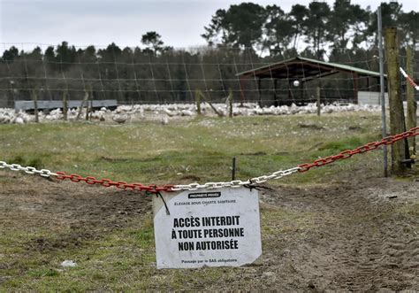 Grippe Aviaire Risque Relev De Mod R Lev En France