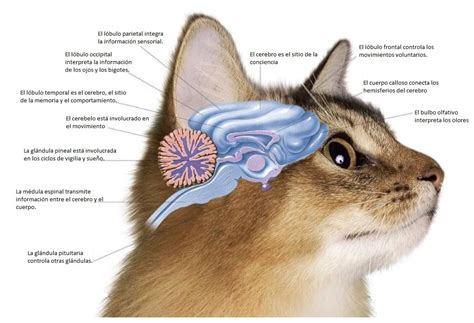 Cerebro Y Sistema Nervioso De Un Gato