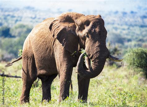 Adult Male African Elephant In The Dense African Savannah Eating Grass