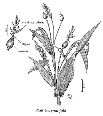 Open Herbarium Image Details