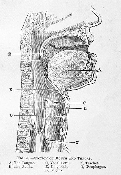 Epiglottis Anatomy Illustrations Royalty Free Vector Graphics And Clip