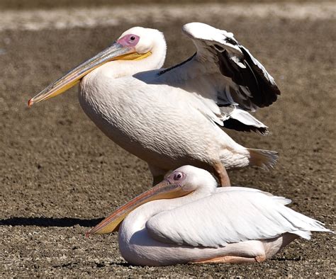 Great White Pelican By Wally Harris Birdguides