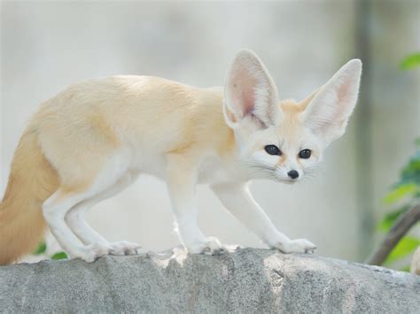 Fennec Fox Habitat