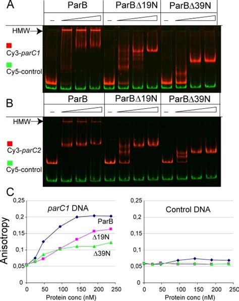 The C Terminal Rhh Motif Of Parb Has Specific Dna Binding Activity A