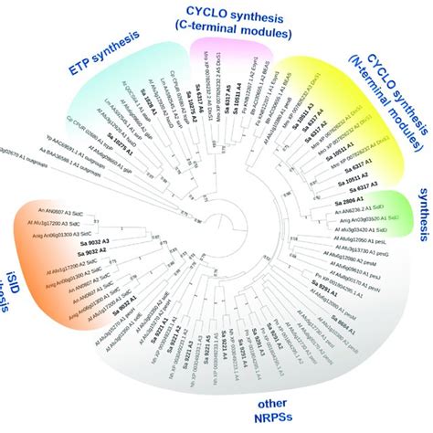 Maximum Likelihood Phylogenetic Tree Phyml Lg Model Of