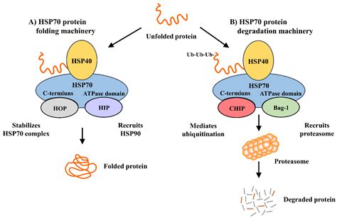 Cells Free Full Text Heat Shock Protein 70 HSP70 Induction