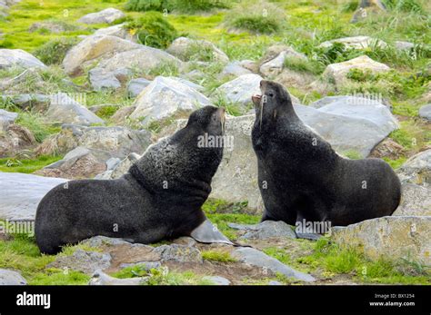 Northern Fur Seal Callorhinus Ursinus Largest Seal Rookery In The World