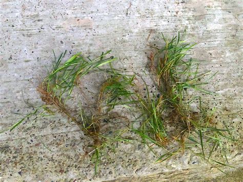 How To Get Rid Of Creeping Bentgrass In Your Lawn In 2024 - Lawn Phix