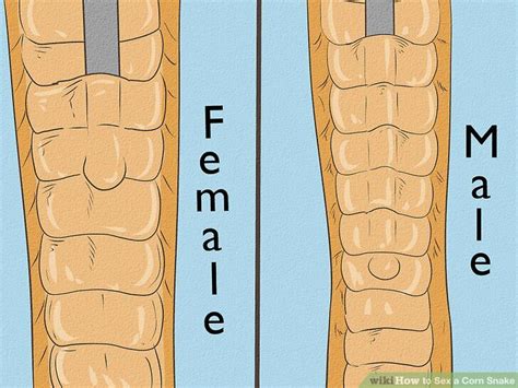 Ways To Sex A Corn Snake WikiHow