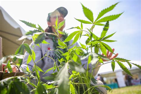 Thousands Smoke Up At The National Cannabis Festival In Dc Dc Refined