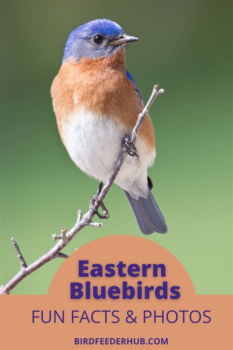 The Beautiful And Widespread Eastern Bluebird Is A Backyard Favorite