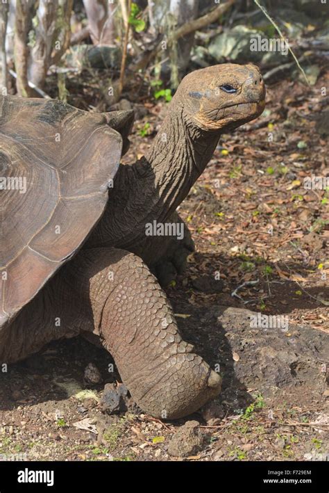 Tortue géante des Galapagos à la Galapaguera Centre d interprétation