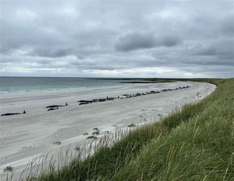 mass beaching  pod   long finned pilot whales  highland times