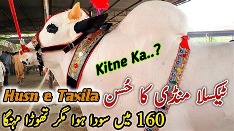 Today Taxila Mandi Latest Update 7 June 2024 160K Ma Soda Fatehjangi