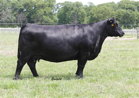 Angus Embryos For Sale Sb10 1849 Sire Buyer