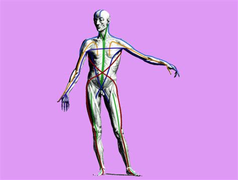 Anatomy of Movement | Dr T's Anatomies