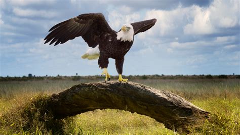 Eagle Spirit Animal | Totem & Spiritual Healing Meaning