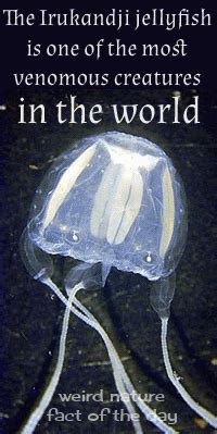 The Irukandji jellyfish is one of the most venomous creatures in the world | Weird Nature Fact ...