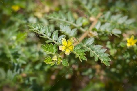 Flower Of Tribulus Terrestris Plant Stock Photo By Evergreenplanet