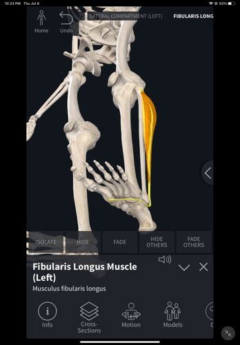 Muscles Of Lateral Compartment Of Leg Flashcards Quizlet