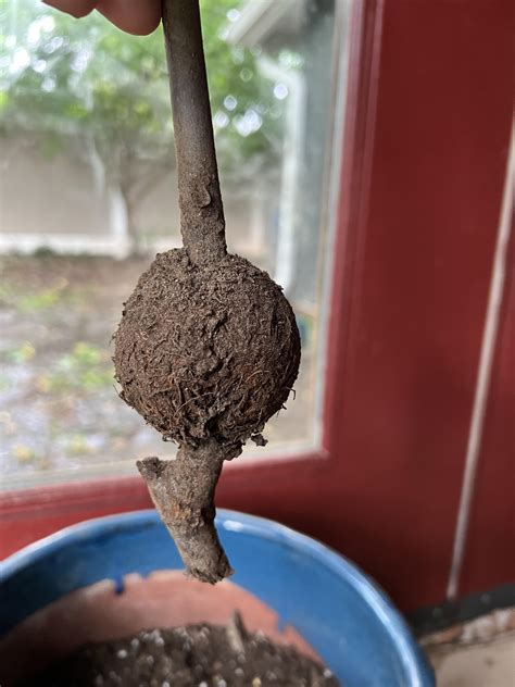 fig tree from cutting 8