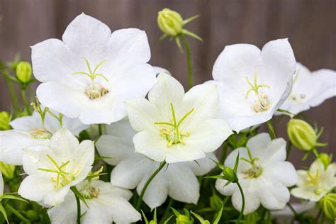 Campanula carpatica 'White Clips' (Carpathian Bellflower)