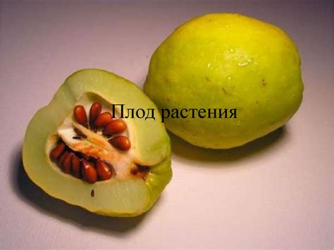 Плод растения. Цветок. Строение цветка - online presentation