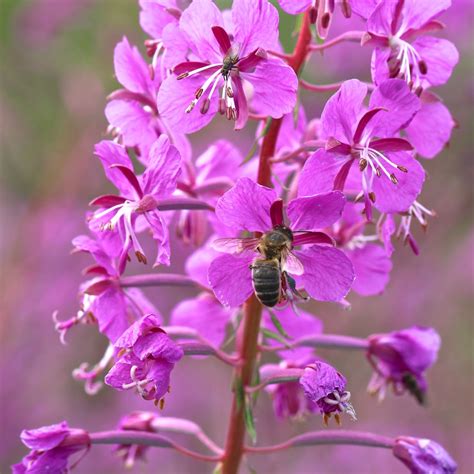 TrogTrogBee: Rosebay willowherb