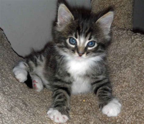 Maine Coon Tabby Mix Kittens