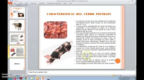 Características físicas del cerdo pietrain YouTube