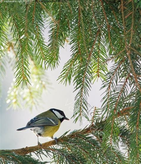 Kuva Talitiainen Talvi Kev Ttalvi Aurinkoinen S Parus Major Kuusi