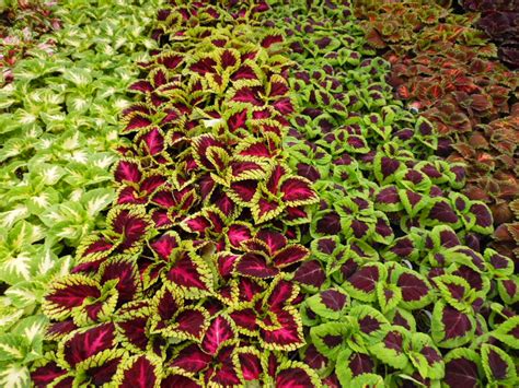 Kong Coleus Parks Brothers Farm Inc