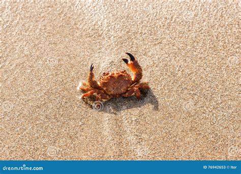 Red Crab On The Beach Stock Image Image Of Seafood Tropical 76942653