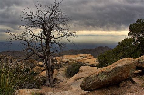 Mount Lemmon Tucson Arizona Usa Mount Lemmon By Leda Robertson State