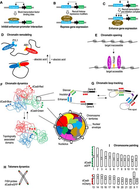 Crisprdcas9 Based Epigenome Editing Strategies For Studying Regulatory