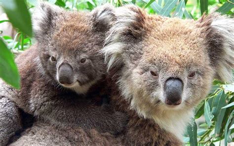 Koala Phascolarctos Cinereus Caracter Sticas Alimentaci N Y