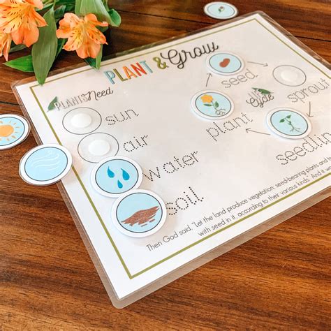 Plant Life Cycle Lesson | Printable & Experiment - Arrows & Applesauce