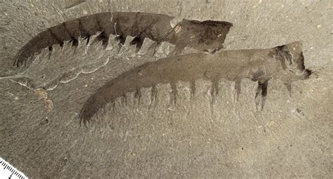 Anomalocaris