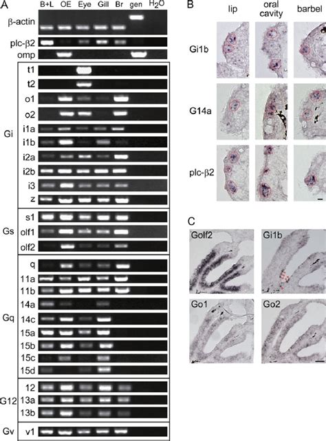 Expression Of G Alpha Genes In Adult Zebrafish Chemosensory Tissues