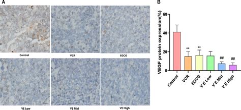 Effect Of Egcg On Vegf Expression In Kbv200 Xenograft Model A