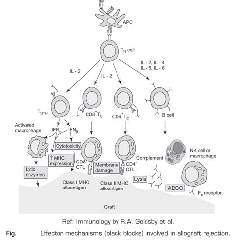 Transplantation Immunology Biology Ease