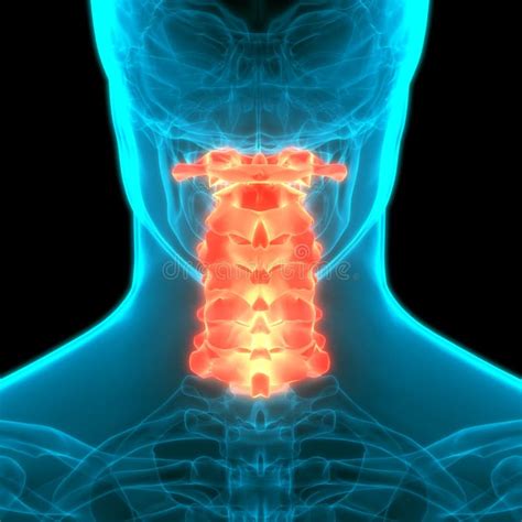 Vertebral Column Cervical Vertebrae Of Human Skeleton System Anatomy