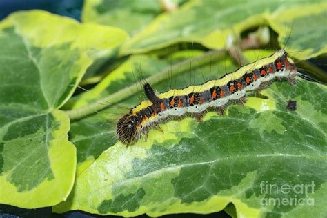 Grey Dagger Moth Photograph By Georgette Douwma Science Photo Library