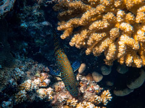 Underwater Photography of Coral Reefs · Free Stock Photo