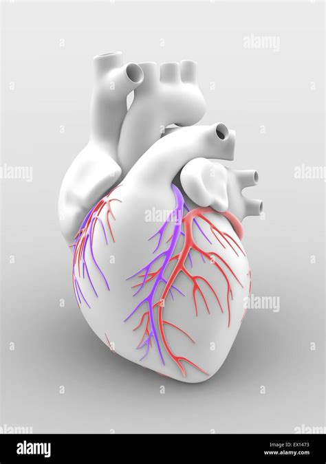 Coronary Arteries Hi Res Stock Photography And Images Alamy