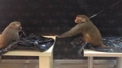 Muğla da Rhesus cinsi 2 maymuna el konuldu Son Dakika Haber