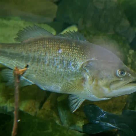 Largemouth bass - Facts, Diet, Habitat & Pictures on Animalia.bio